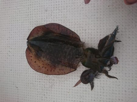 ボートエギング1