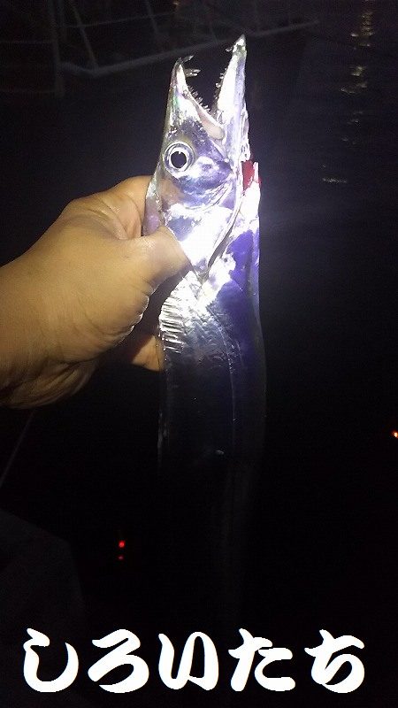 ようこそ、タチウオちゃん達、まってたよ。