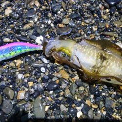 アオリイカ6杯 コウイカバラシ