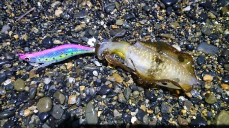 アオリイカ6杯 コウイカバラシ