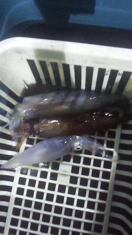 まだいるぞ　良型!!