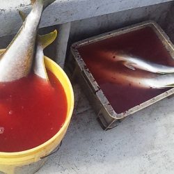 ジギングシーズン始まるよー