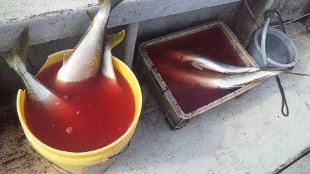 ジギングシーズン始まるよー