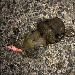 ナイトでも厳しい〜