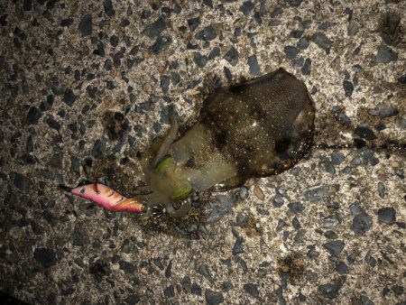 ナイトでも厳しい〜