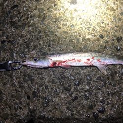 シーバス狙いでカマス