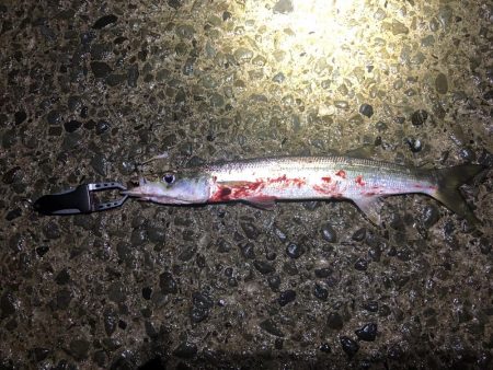 シーバス狙いでカマス