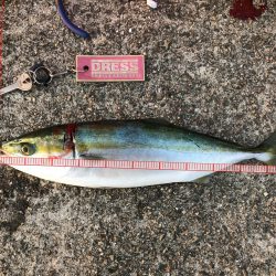 魚より人が多いかもしれない！