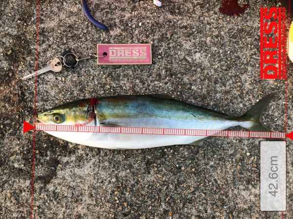 魚より人が多いかもしれない！