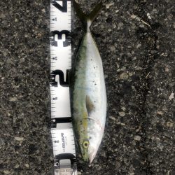 ワインド不発…しかし青物