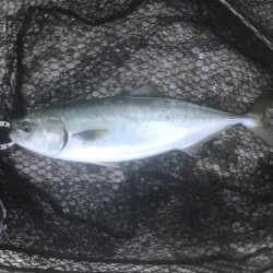 ツバス・ハマチ