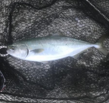 ツバス・ハマチ