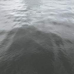 タチウオ&ハマチ