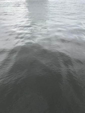 タチウオ&ハマチ