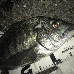 楽しい電気ウキ釣り3rd