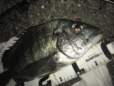 楽しい電気ウキ釣り3rd