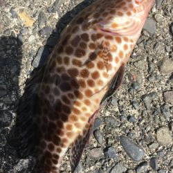 オオモンハタハンター