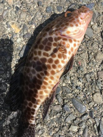 オオモンハタハンター