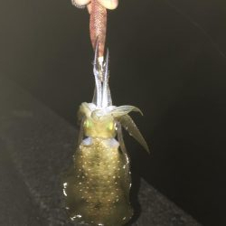 エギング アジング