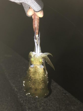 エギング アジング