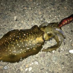 エギングとサビキ