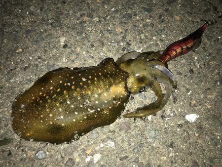 エギングとサビキ