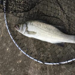アジの泳がせ釣り釣行