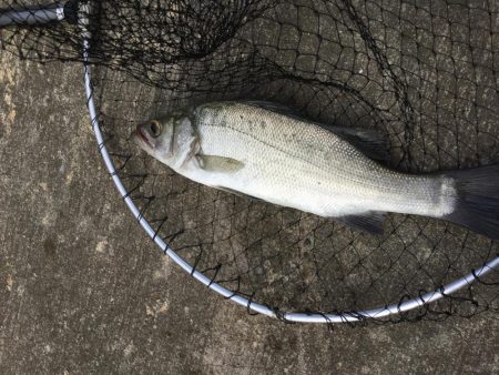 アジの泳がせ釣り釣行