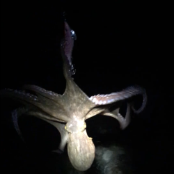 台風一過の淡路島へ