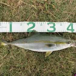 ボイル!ボイル!ボイル!