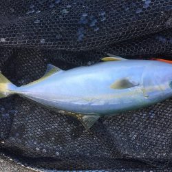 今年初タチウオ1、初ハマチ1、ツバス3