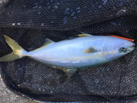 今年初タチウオ1、初ハマチ1、ツバス3