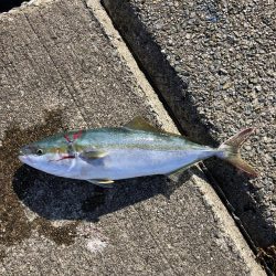 和田坊新波止にて青物