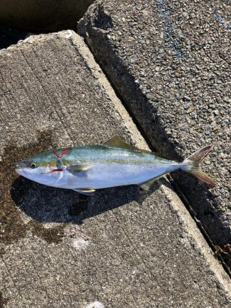 和田坊新波止にて青物