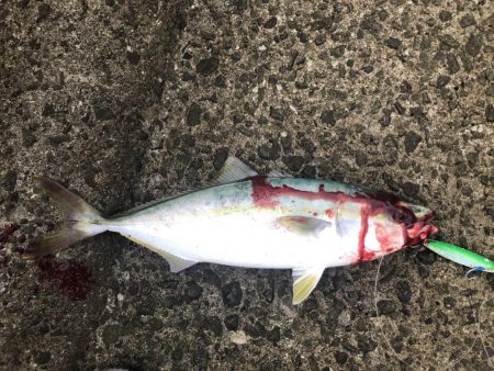 久しぶりに青物