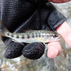 揖保川渓流釣り最終日