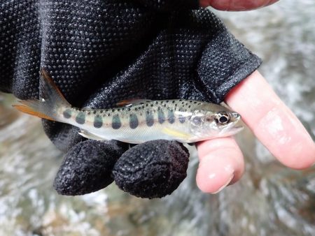 揖保川渓流釣り最終日