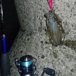 初アオリイカ釣行