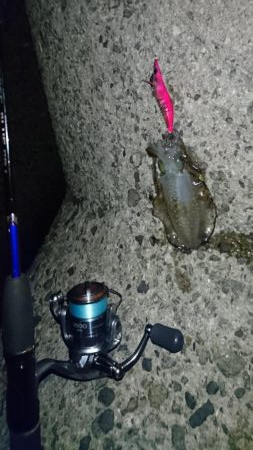 初アオリイカ釣行