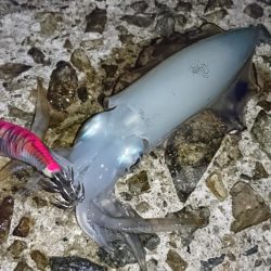 まだ少し小さいかな？