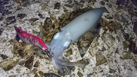 まだ少し小さいかな？