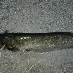 稲美町・ナマズ釣行！