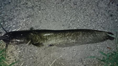 稲美町・ナマズ釣行！