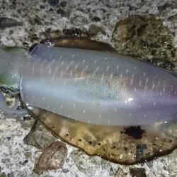 アオリサイズアップ!