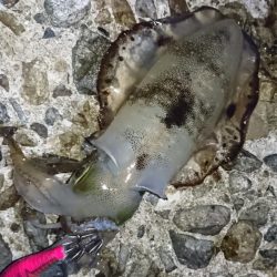 アオリイカ新子シーズン収束へ