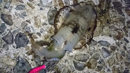 アオリイカ新子シーズン収束へ