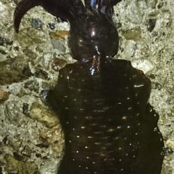 雨降る中のアオリイカ