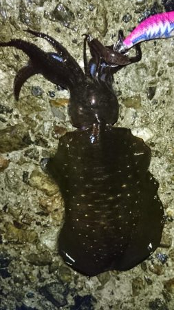 雨降る中のアオリイカ