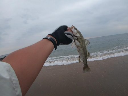 サーフフィッシング　チビシーバス