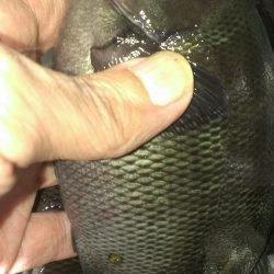 木っ葉グレばかり